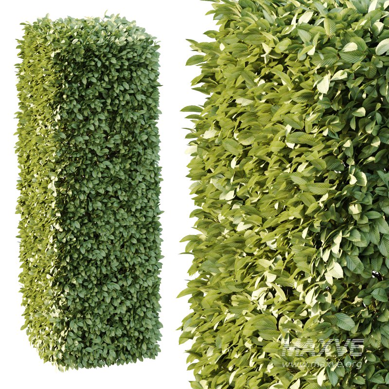 Carpinus Betulus Bush 01 - Image 4