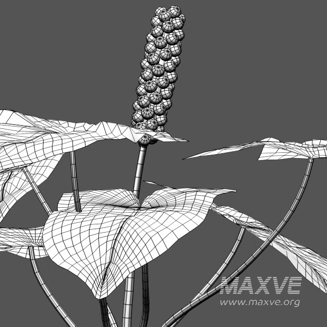 Arum maculatum – Lords and ladies – 02 - Image 5