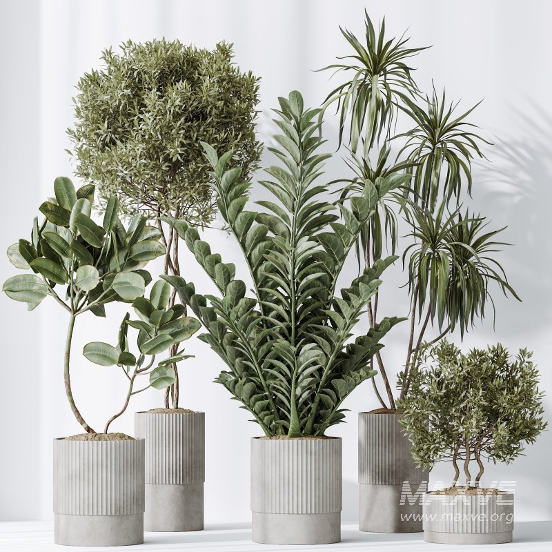 AV Indoor plants set 198 Arbequina Olive and Lemon Lime Cane Dragon and Zamiifolia Aracea and Ficus Elastica Abidjan - Image 5