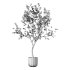 Olive Tree Indoor Plant Set.26 - Thumbnail 4