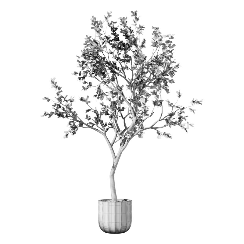Olive Tree Indoor Plant Set.26 - Image 4