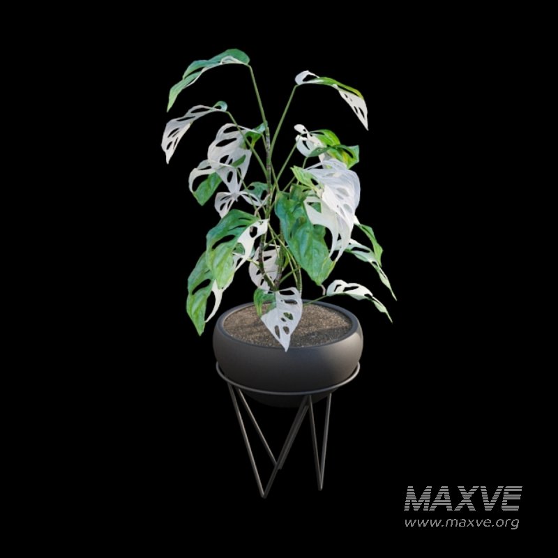 Monstera Adansonii – Swiss Cheese Plant – 02 - Image 5