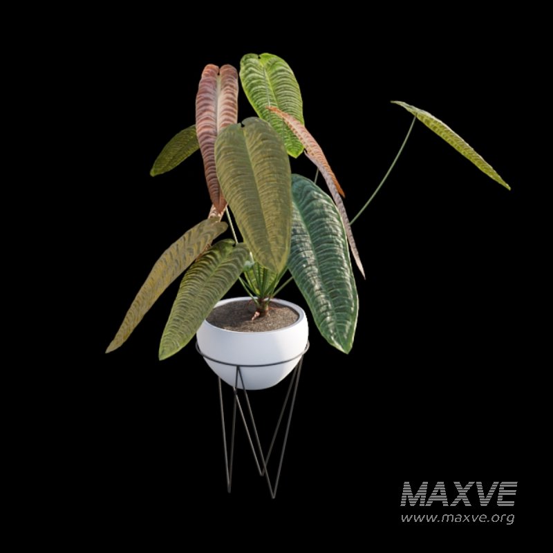 Anthurium Veitchii - Image 6