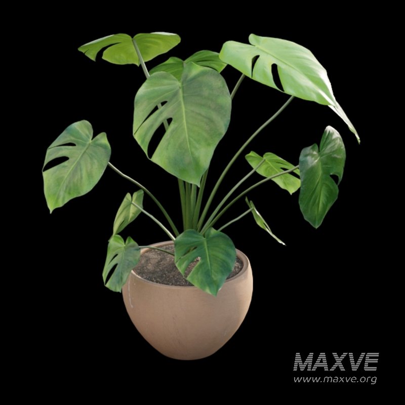 Monstera deliciosa - Image 2