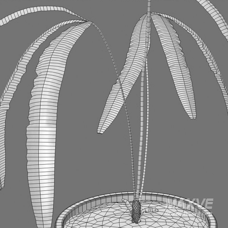 Anthurium cutucuense - Image 7