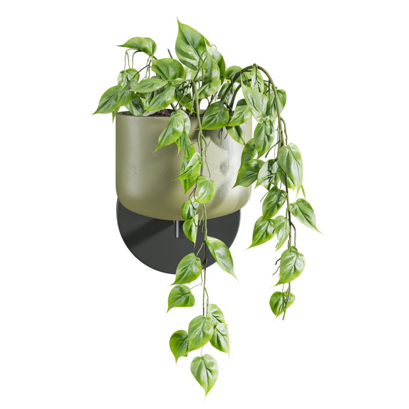 ivy plants - Image 4