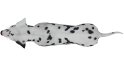 Dalmatian - Thumbnail 10