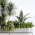 : Indoor plants-plants in box set174 - Thumbnail 1