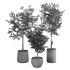 Olive Tree Indoor Plant Set.7 - Thumbnail 4