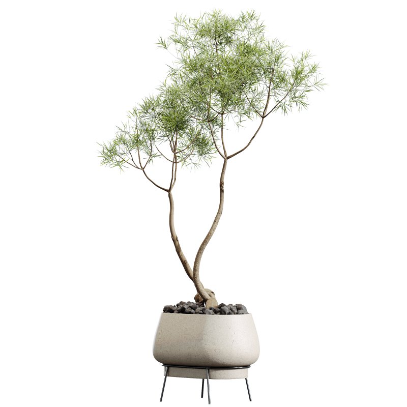 AV HousePlants Japandi Decorative Minimalism Ficus Dracaena Marginata26 - Image 3