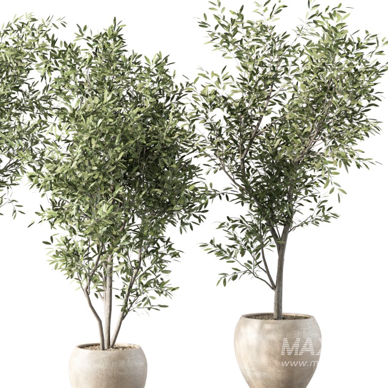 Olive Tree Indoor Plant Set.15 - Image 4