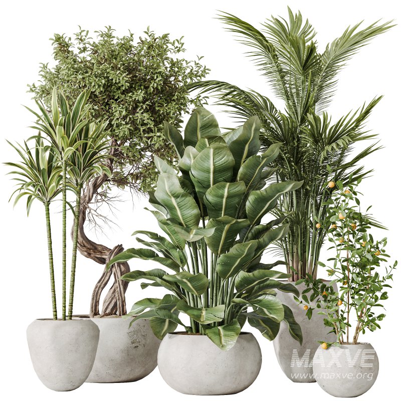 AV Indoor plants set 197 Ficus Bonsai Ginseng and Lemon Lime Cane Dragon and ParadiseBird and Areca Palm - Image 8