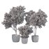 Olive Tree Indoor Plants Set.2 - Thumbnail 2