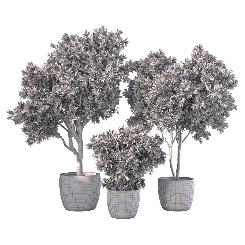 Olive Tree Indoor Plants Set.2 - Image 2