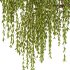 Weeping Willow Tree 02 - Thumbnail 1
