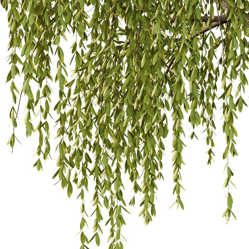 Weeping Willow Tree 02 - Image 1