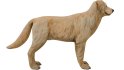 Golden Retriever - Thumbnail 10