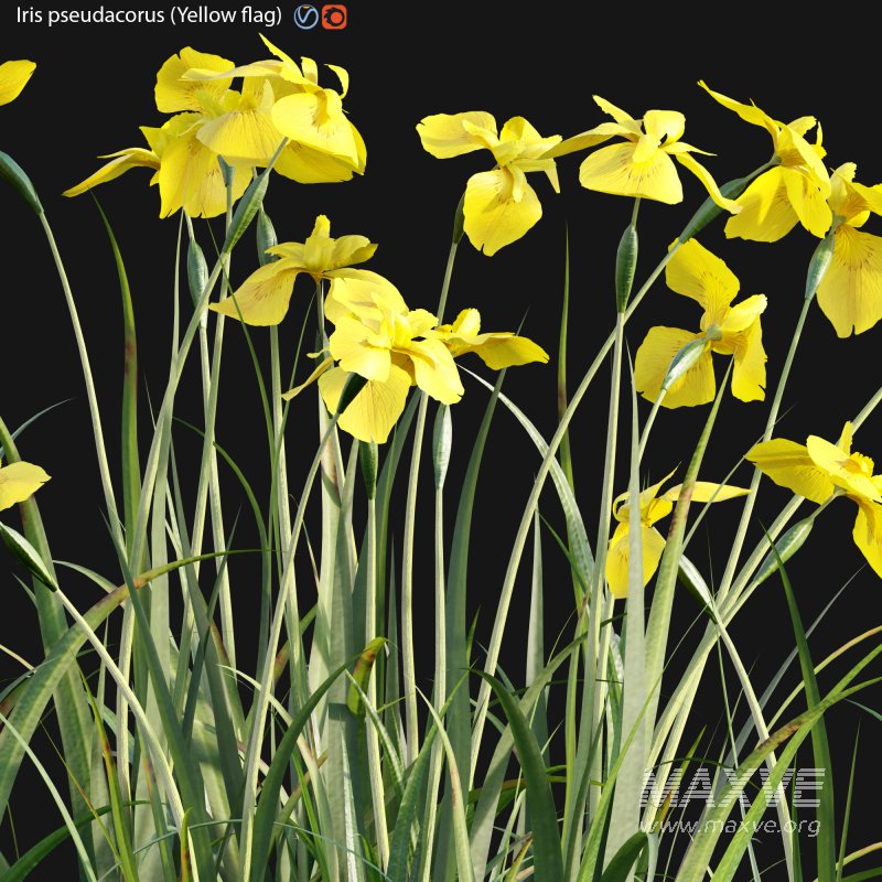 Iris pseudacorus – Yellow flag – 01 - Image 3