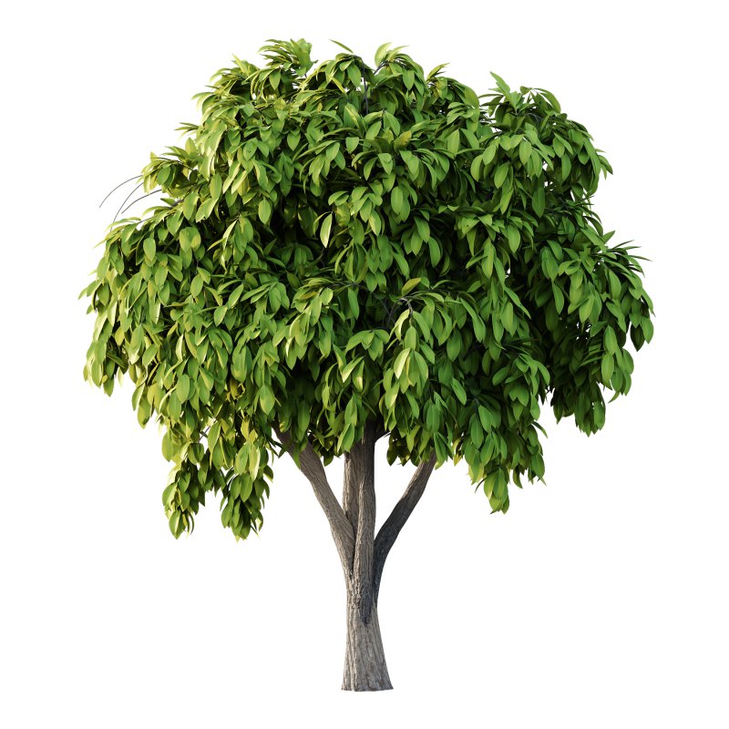 Osmanthus Fragrans Tree 02 - Image 3