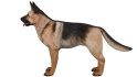 German Shepherd - Thumbnail 4