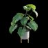Philodendron subincisum - Thumbnail 4
