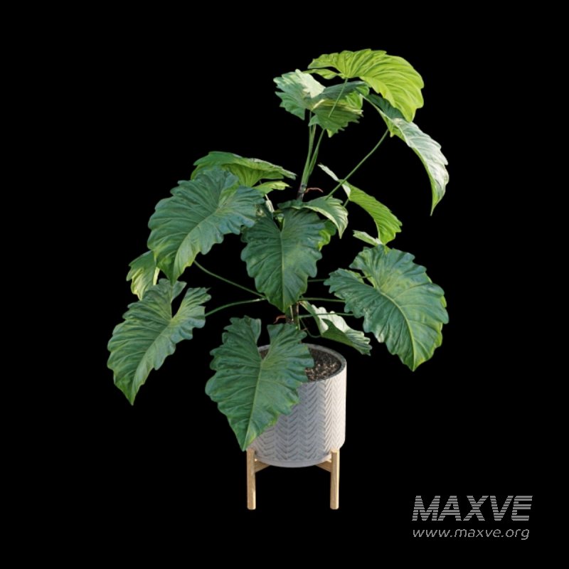 Philodendron subincisum - Image 4