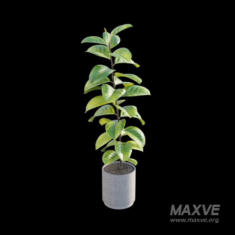 Ficus benghalensis - Image 3