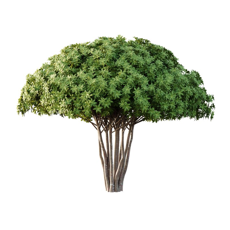 Edgeworthia chrysantha Plant Bush 04 - Image 2