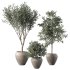 Olive Tree Indoor Plant Set.3 - Thumbnail 1
