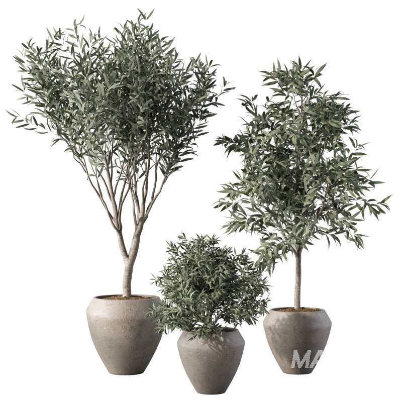 Olive Tree Indoor Plant Set.3 - Image 1