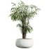 AV HousePlants Japandi Decorative Minimalism Ficus Dracaena Marginata22 - Thumbnail 1