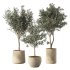 Olive Tree Indoor Plants Set.5 - Thumbnail 1