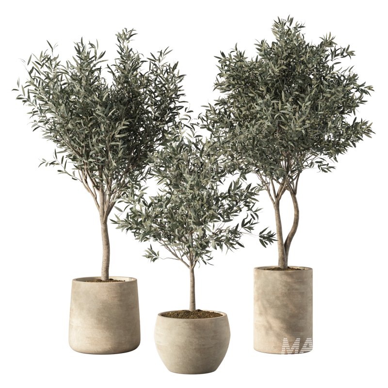 Olive Tree Indoor Plants Set.5 - Image 1