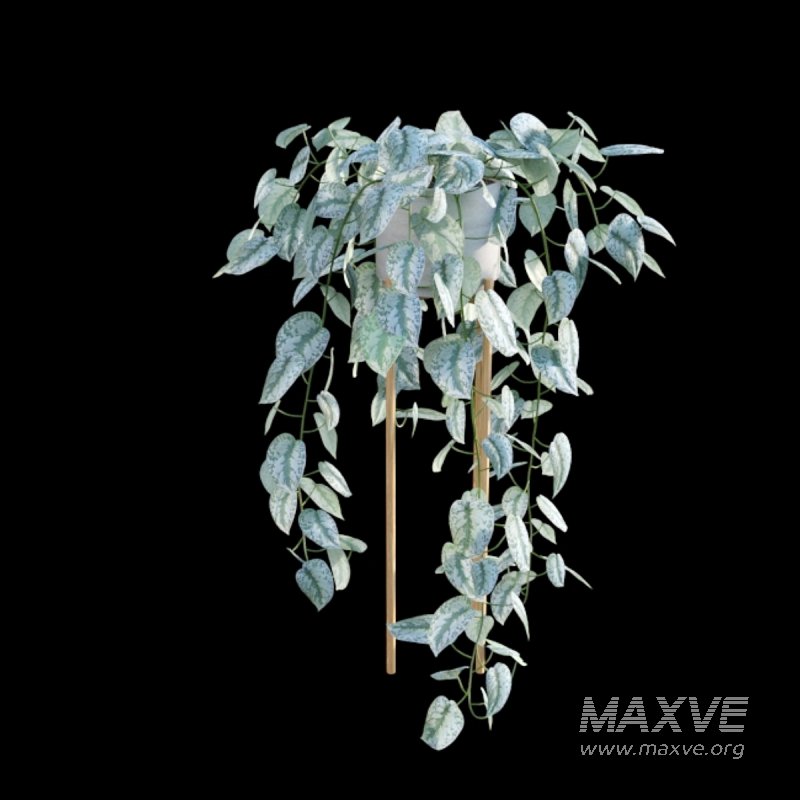 Scindapsus pictus – Satin Pothos – 02 - Image 2