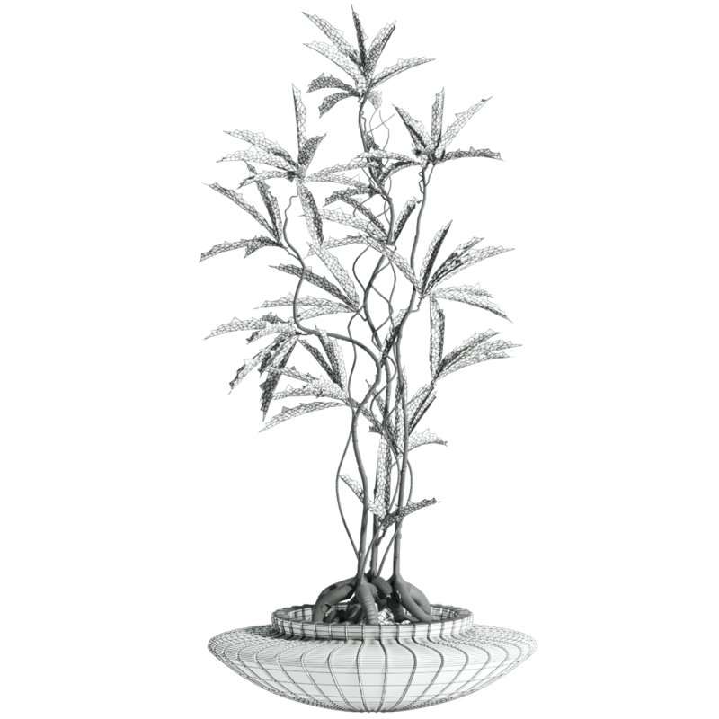 Plant - Image 4
