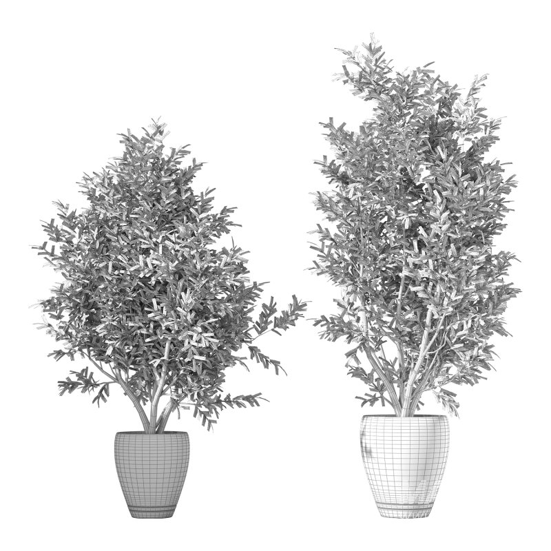 Olive Tree Indoor Plant Set.20 - Image 1