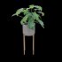 Philodendron undulatum - Thumbnail 2