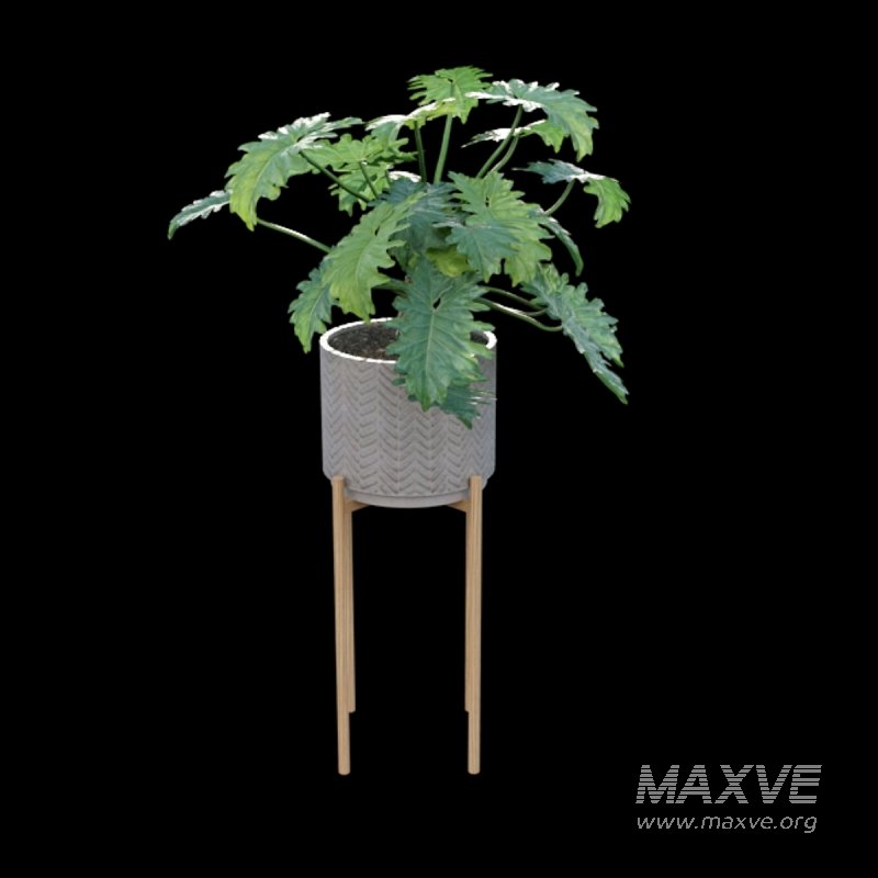 Philodendron undulatum - Image 2