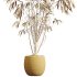AV HousePlants Japandi Decorative Minimalism Ficus Dracaena Marginata21 - Thumbnail 3