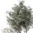 Olive Tree Indoor Plant Set.30 - Thumbnail 4