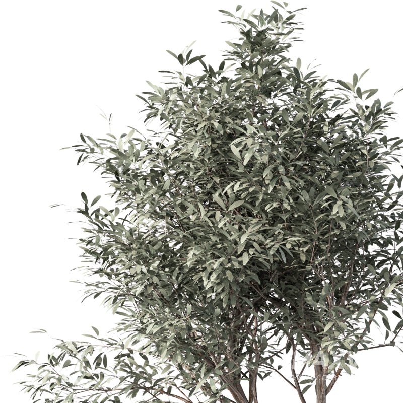 Olive Tree Indoor Plant Set.30 - Image 4