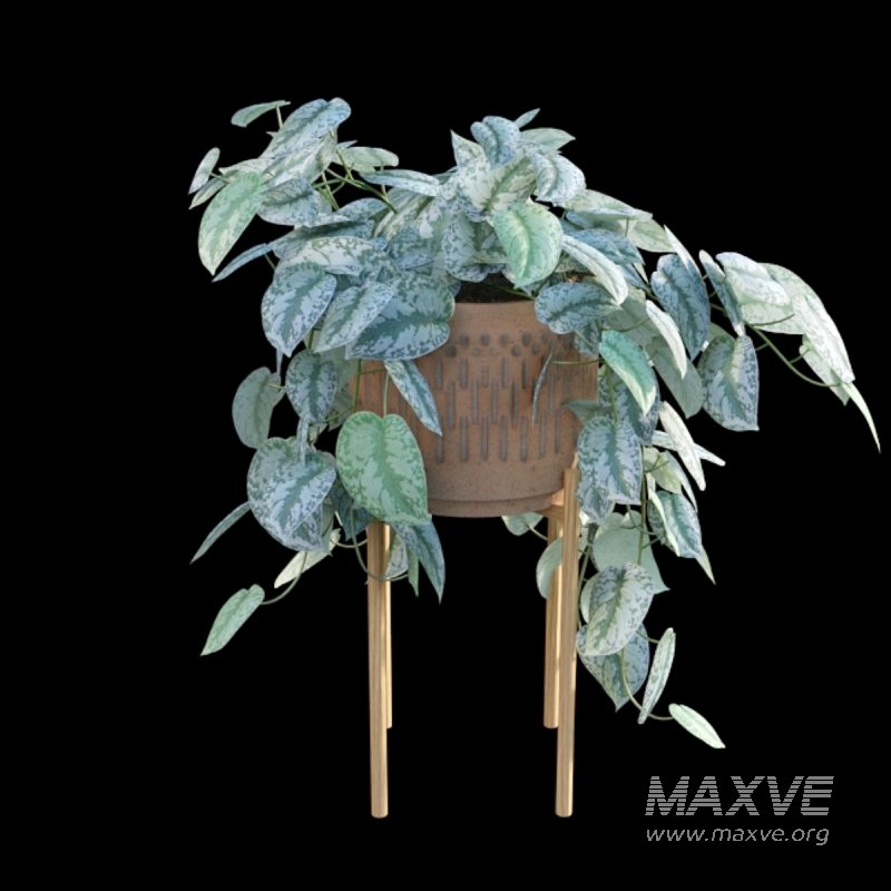 Scindapsus pictus – Satin Pothos – 02 - Image 5