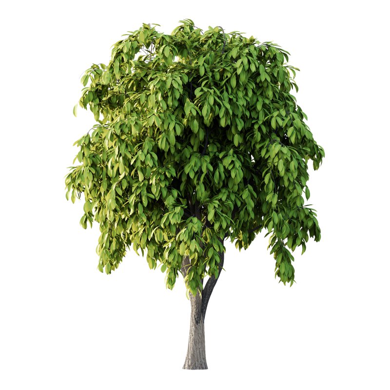 Osmanthus Fragrans Tree 02 - Image 4