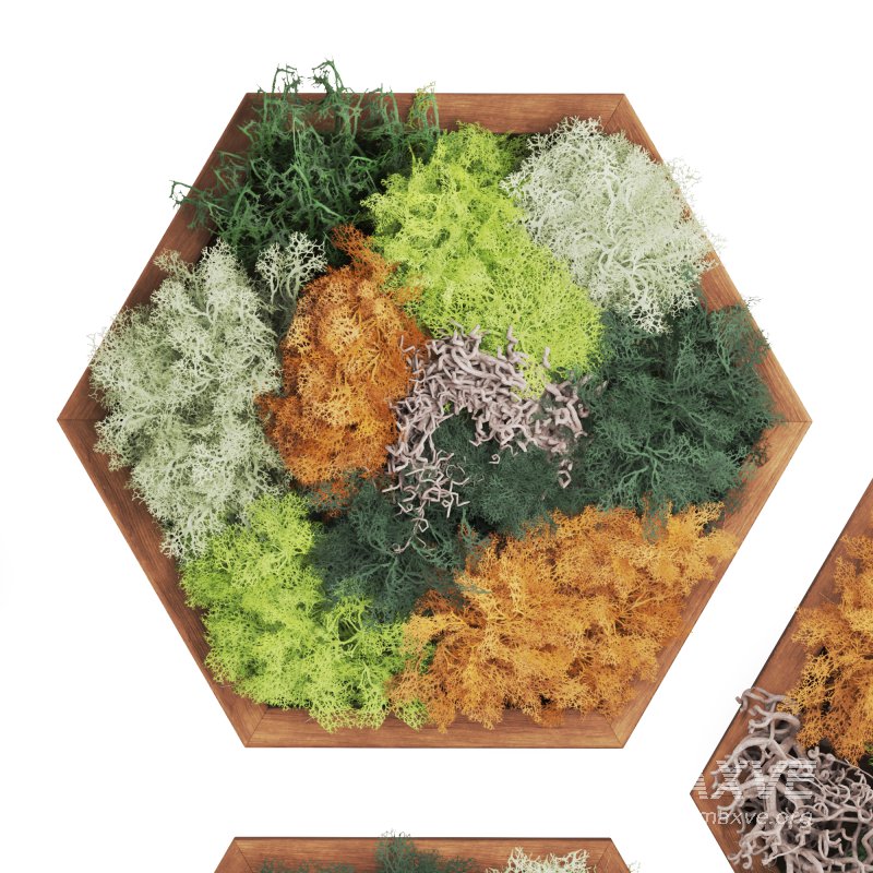 Decorative Fitowall Plant - Image 4