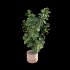 Ficus Lyrata – Ficus pandurata - Thumbnail 3