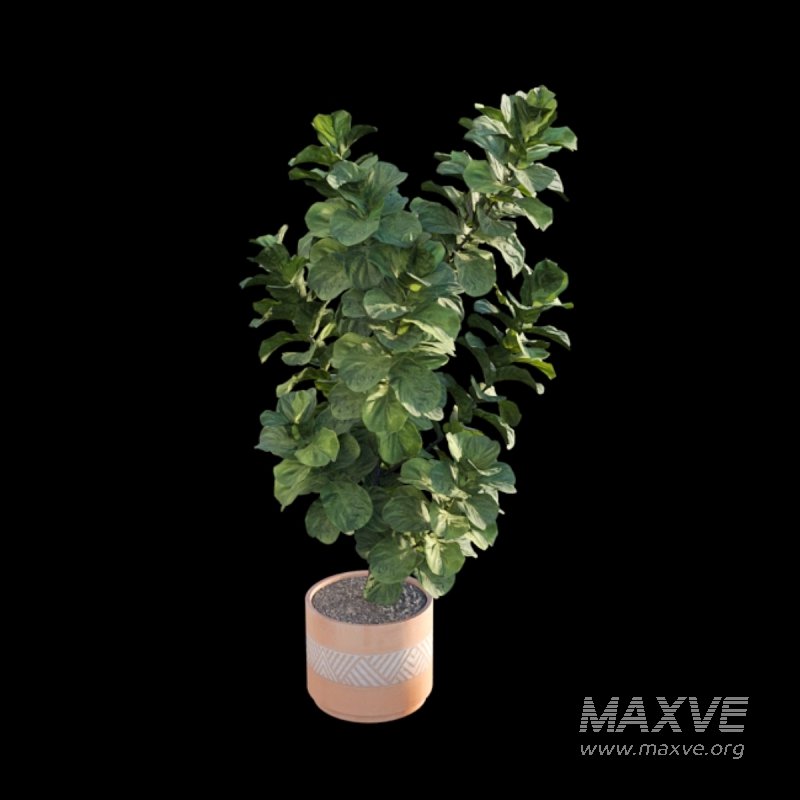 Ficus Lyrata – Ficus pandurata - Image 3