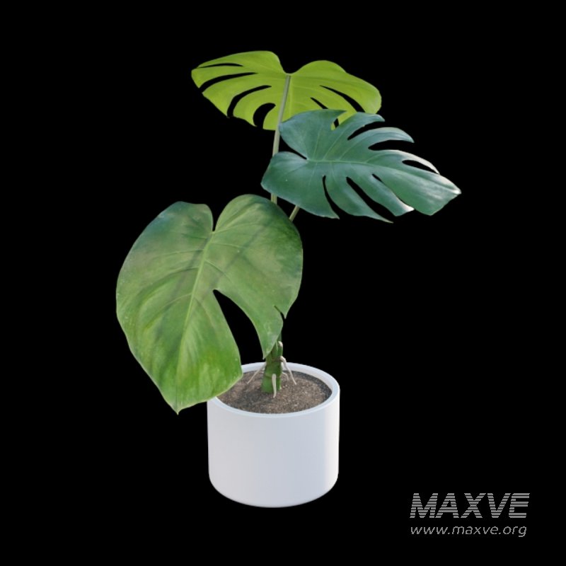 Monstera deliciosa - Image 5
