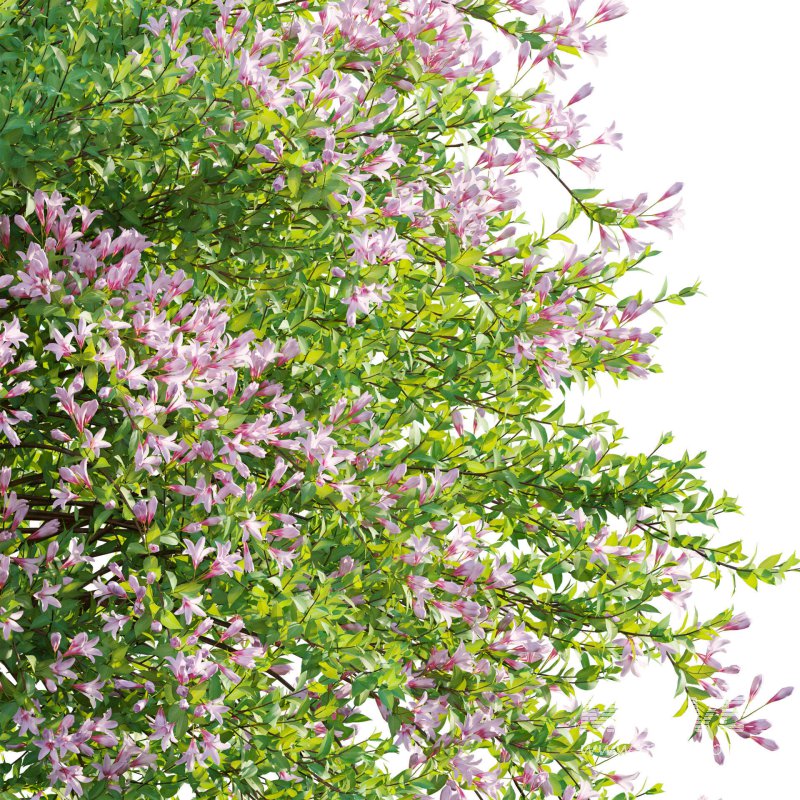 Weigela Florida 01 - Image 3