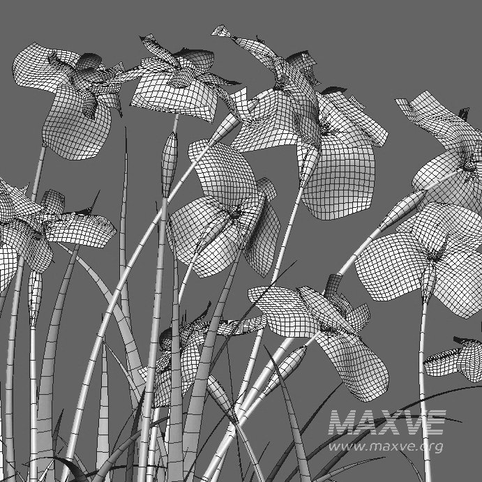 Iris pseudacorus – Yellow flag – 02 - Image 4