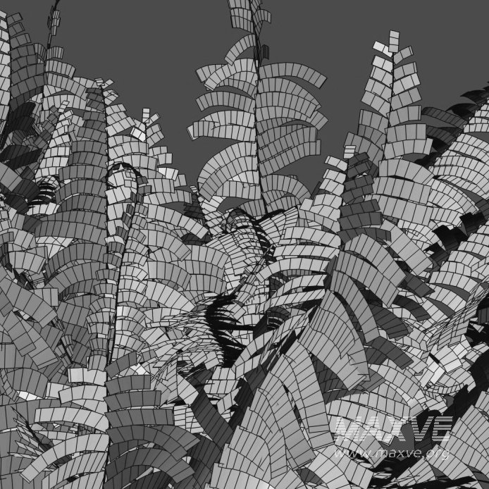 Dryopteris filix-mas – Male fern -02 - Image 3